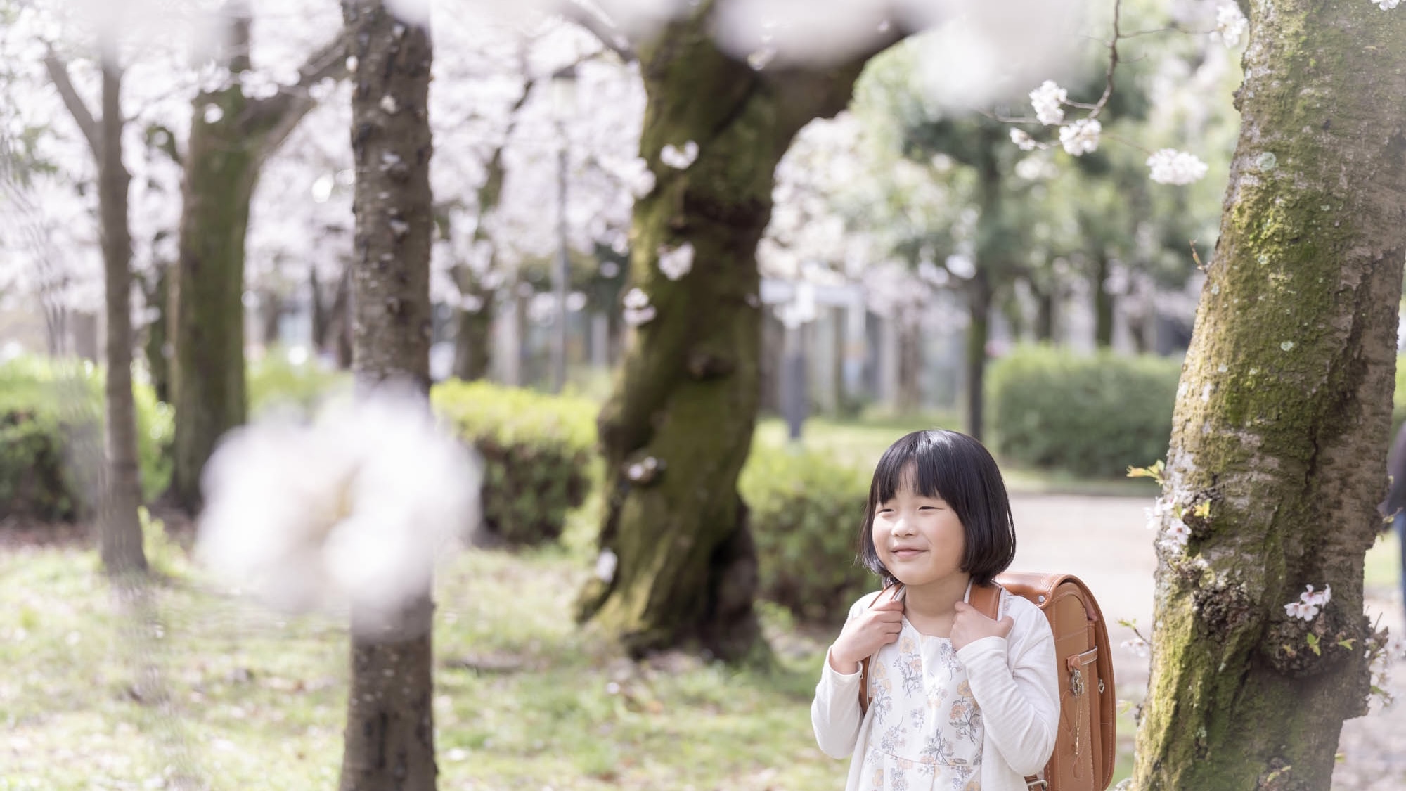ランドセル撮影　桜とランドセル　1年生　入学